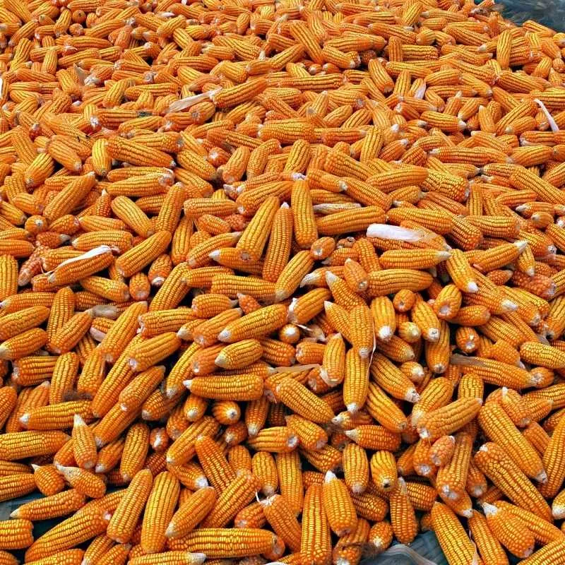 Dry Maize – Animal Feed Quality